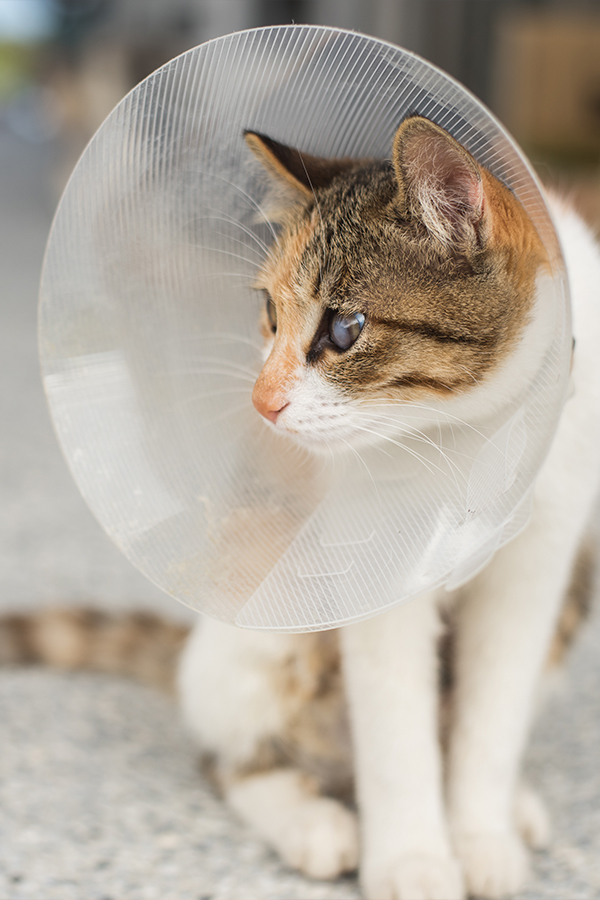 cat wearing a collar