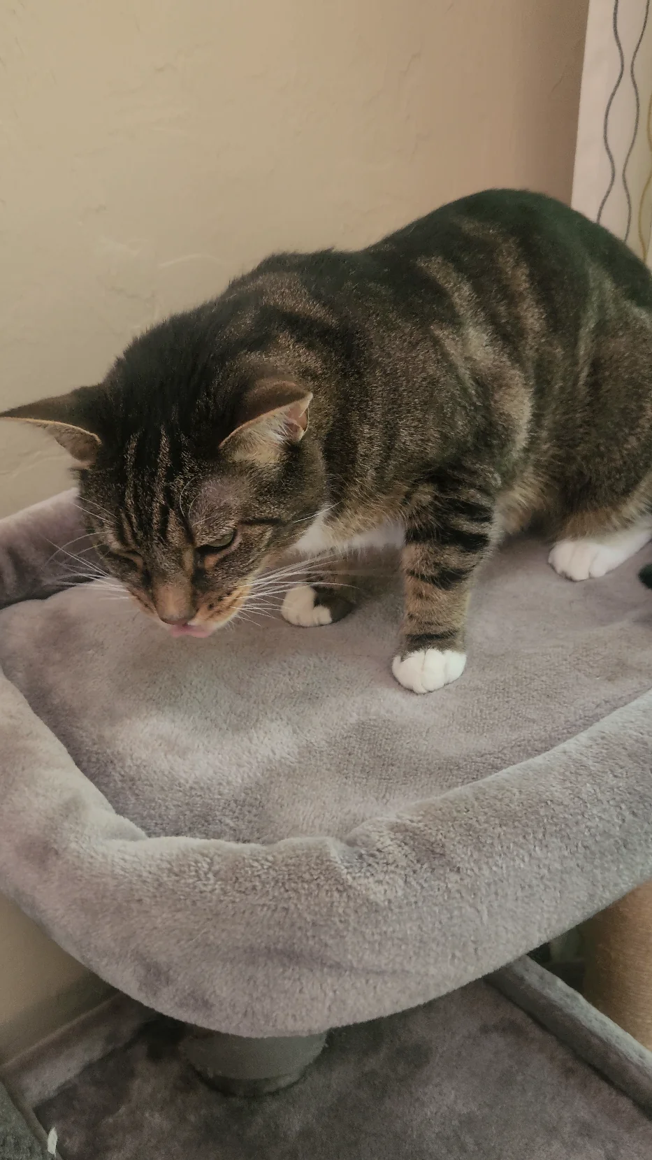 cat wheezing on the table
