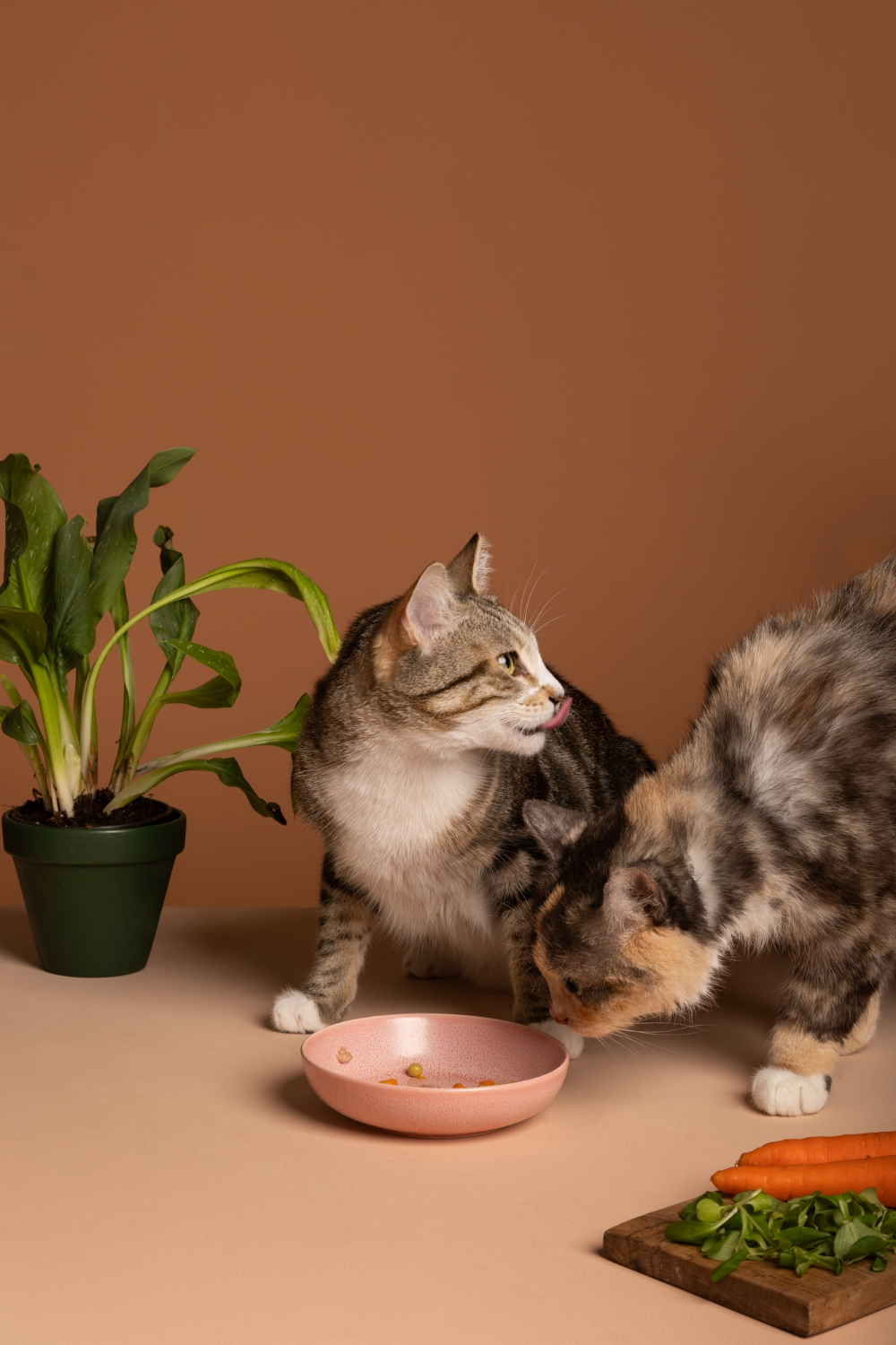 cat with bowl of food