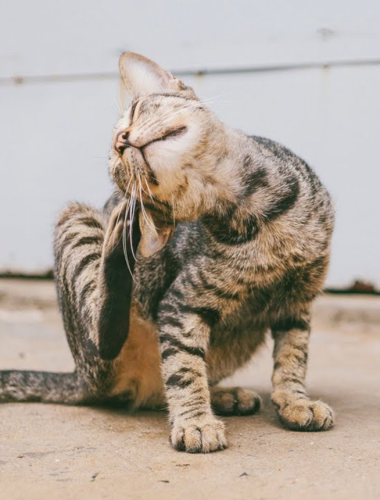 cats scratching themselves on the road