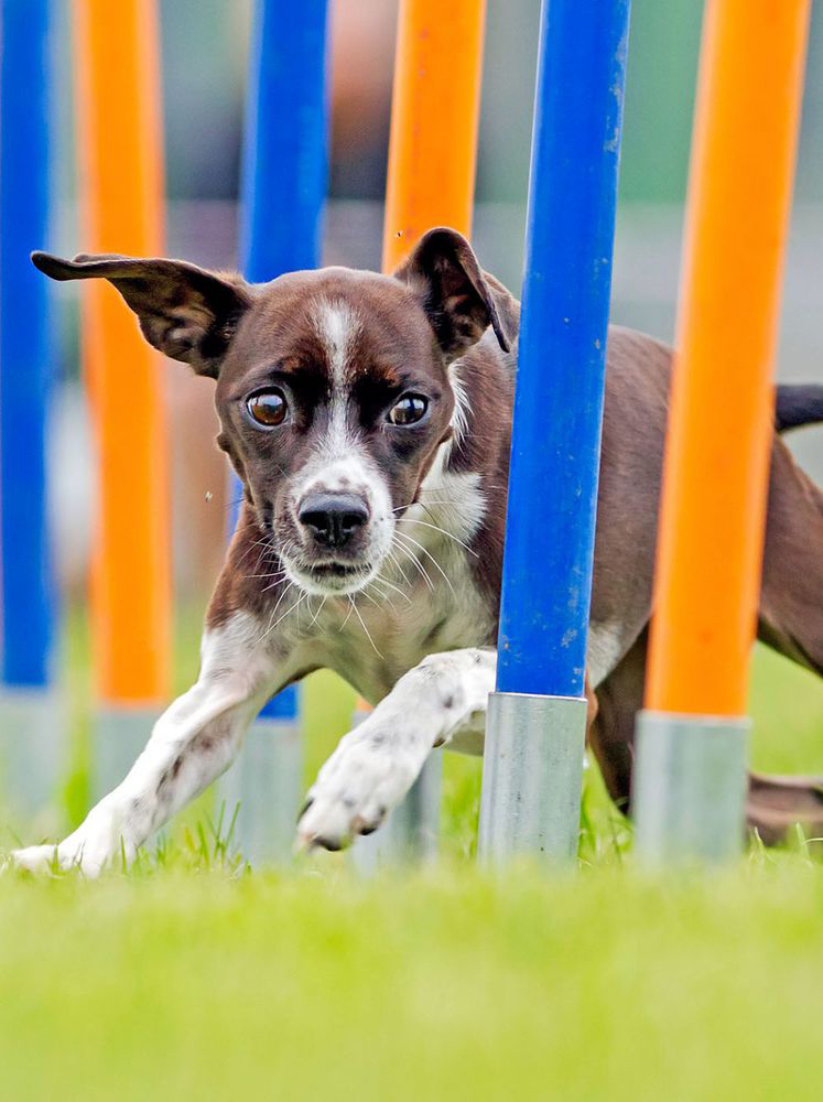 dog agility training