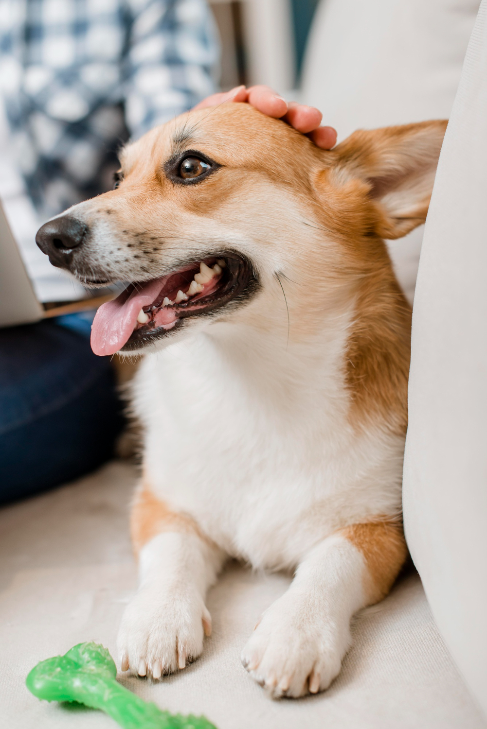 dog being pet by person