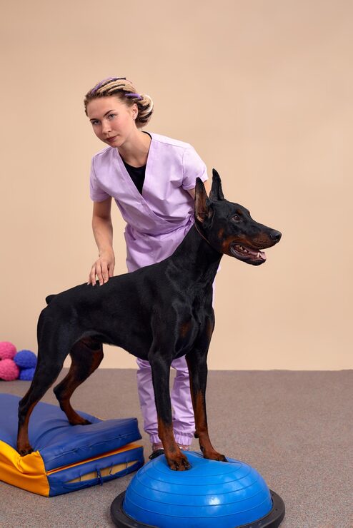 dog during a physical therapy 