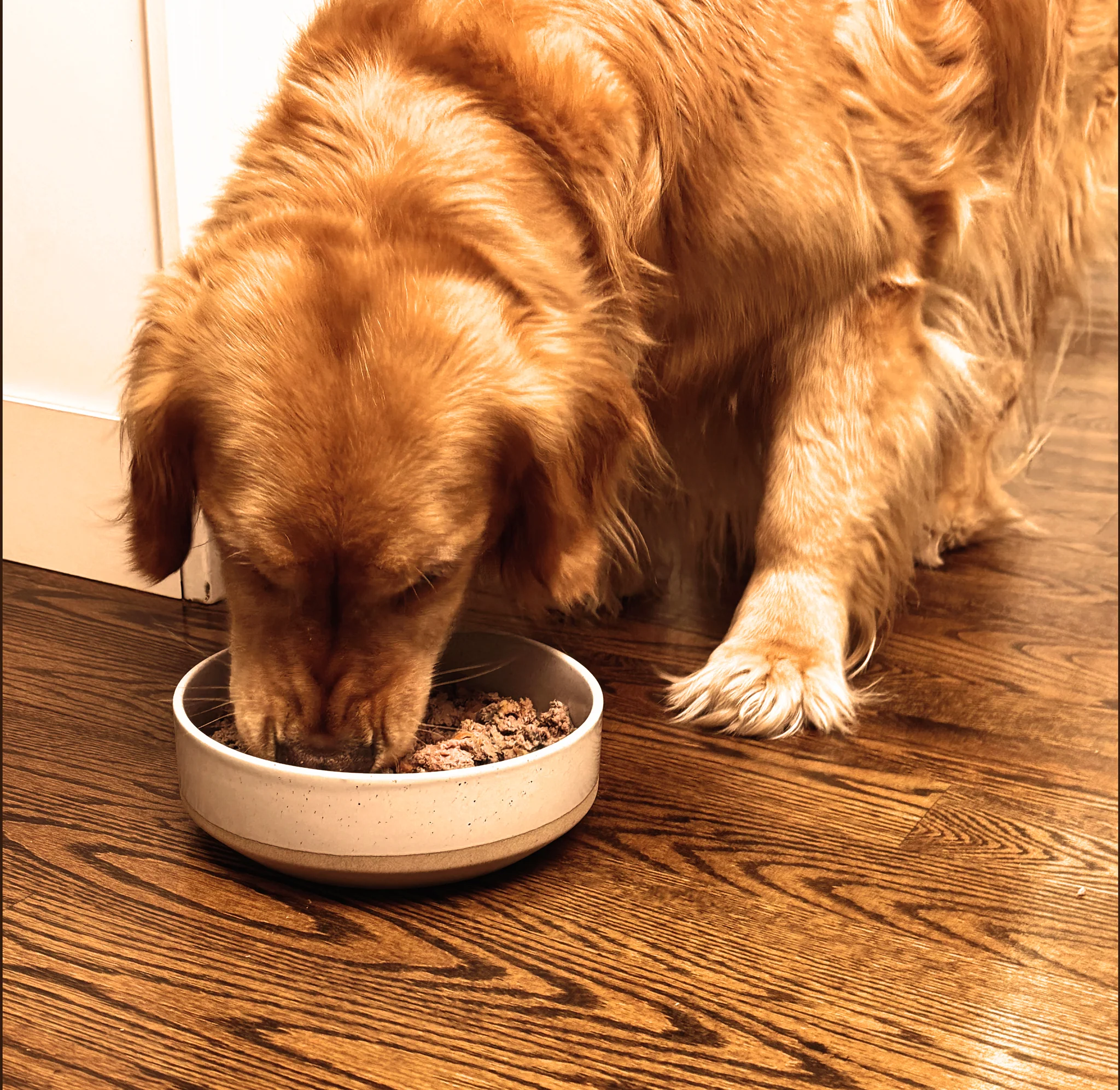 dog eating a food