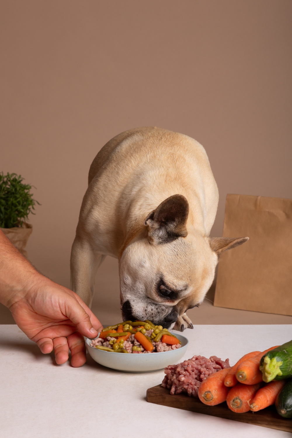 dog eating food from the bowl