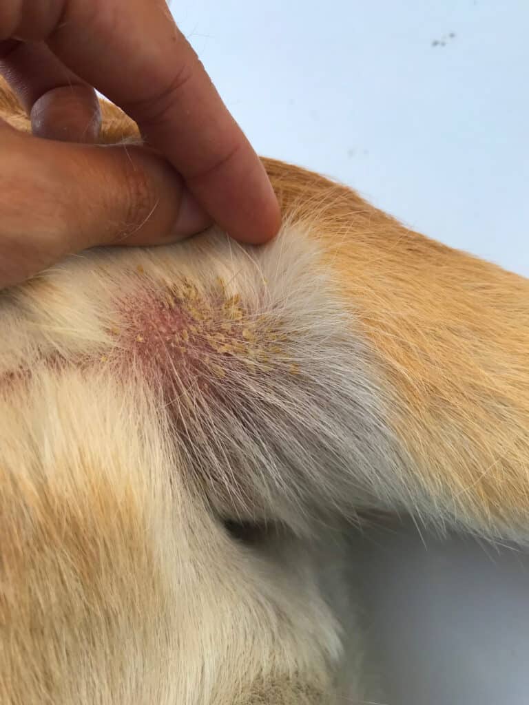 dog fleas