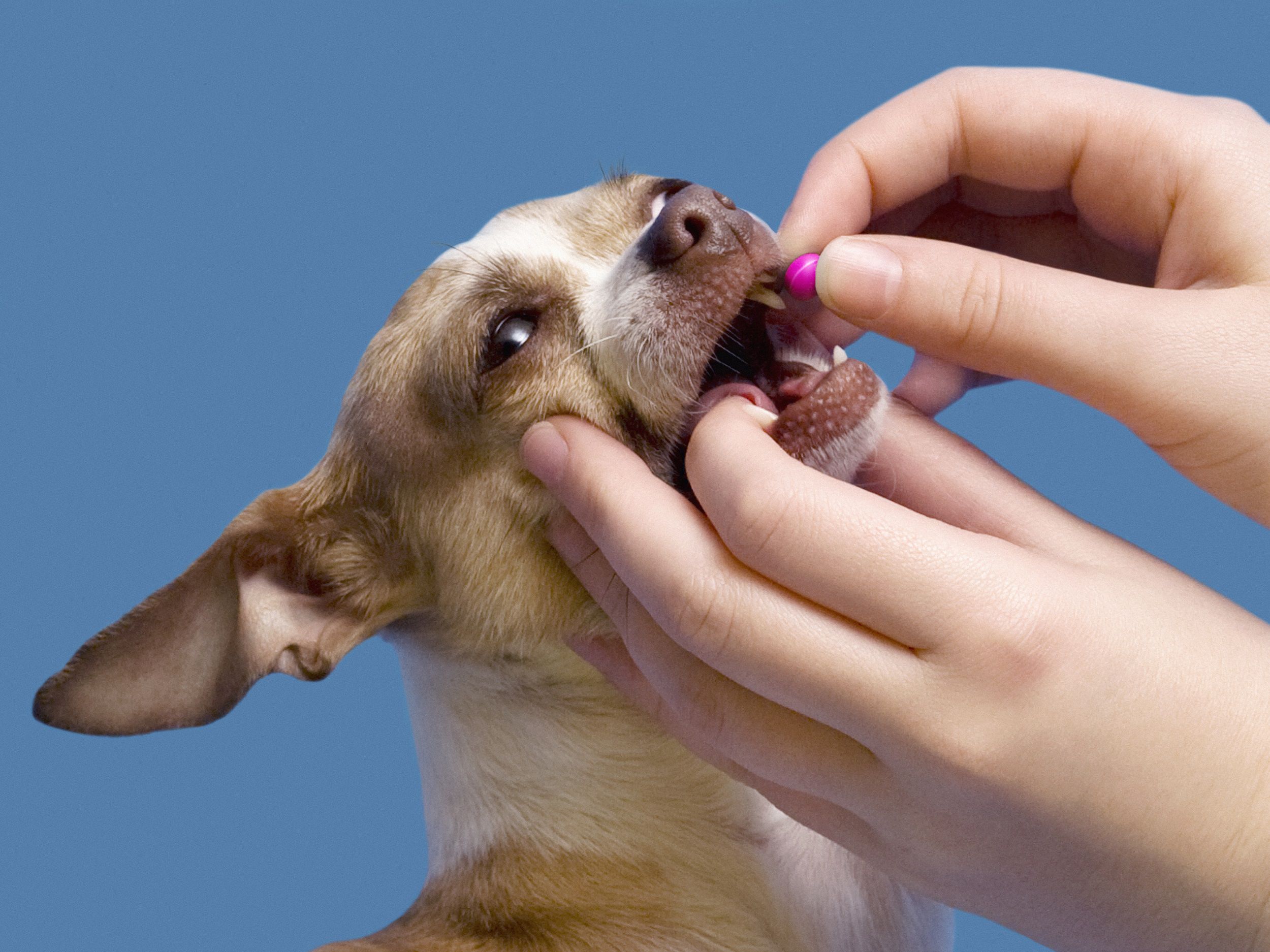 dog getting a pill