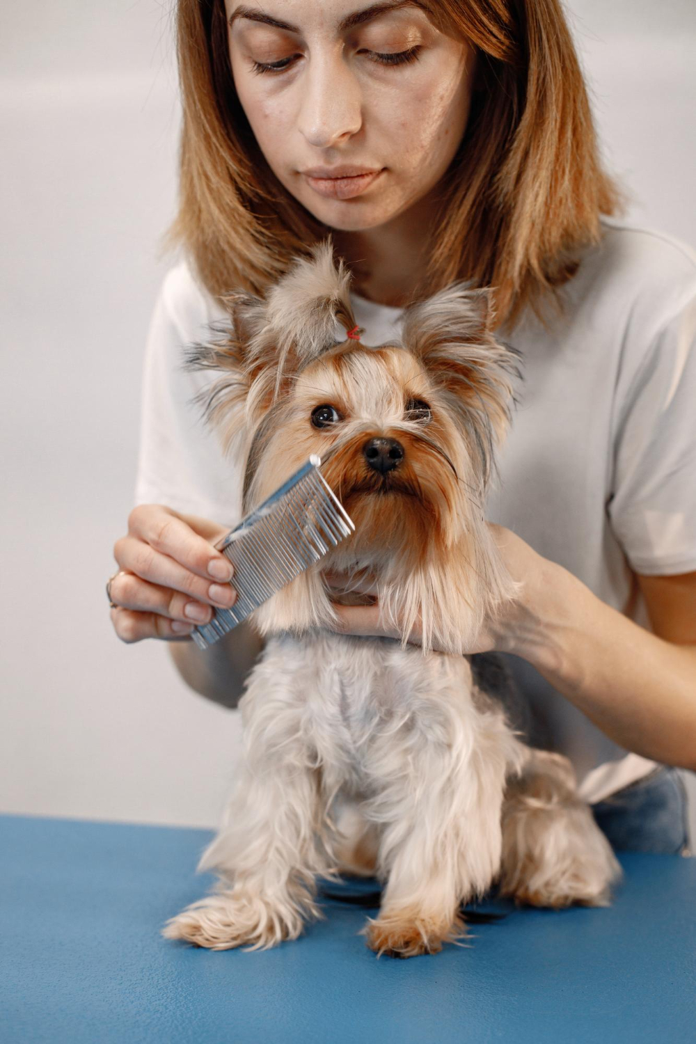 dog getting procedure at the groomer salon
