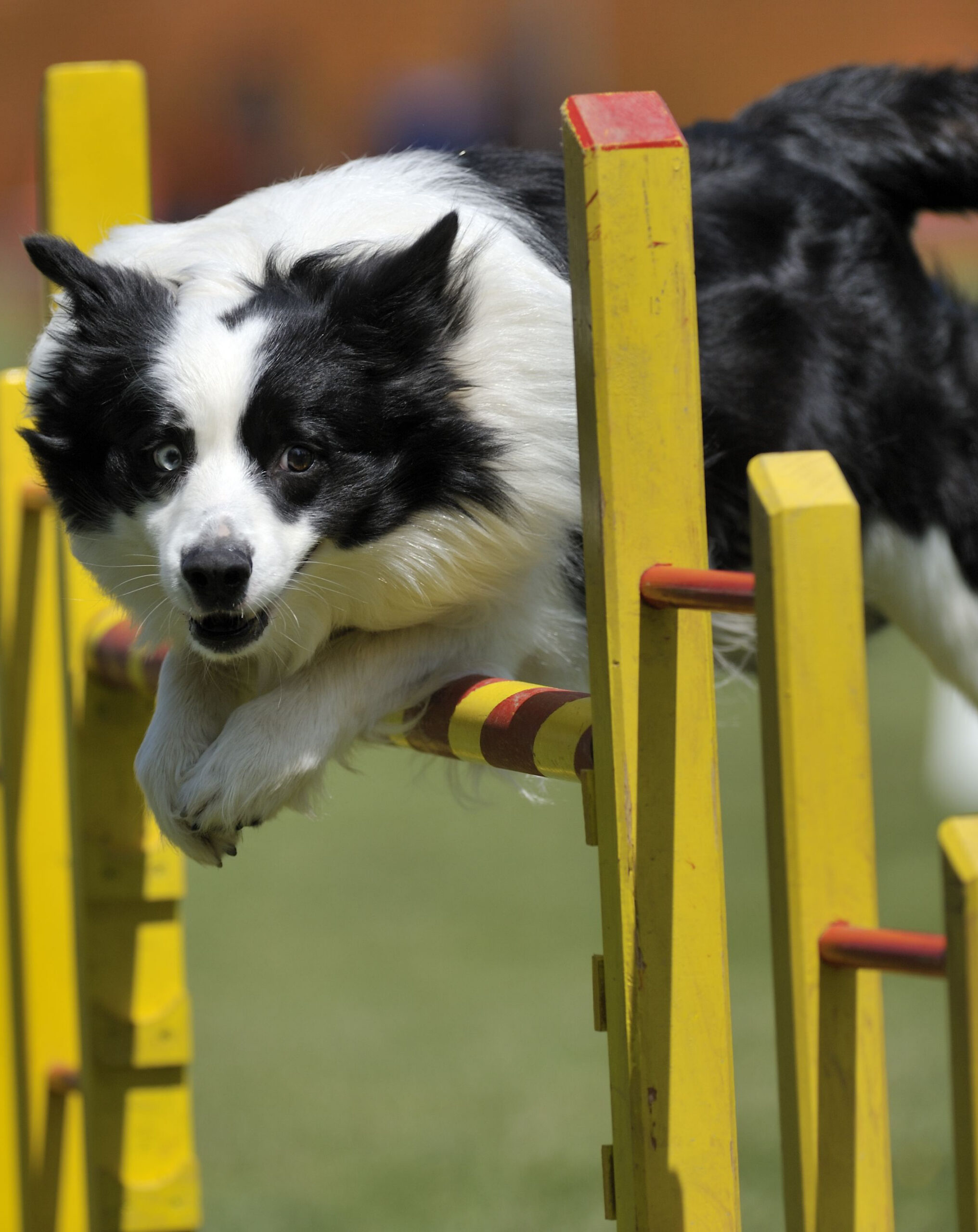 dog jumping over a yellow agility hurdle on a grassy field