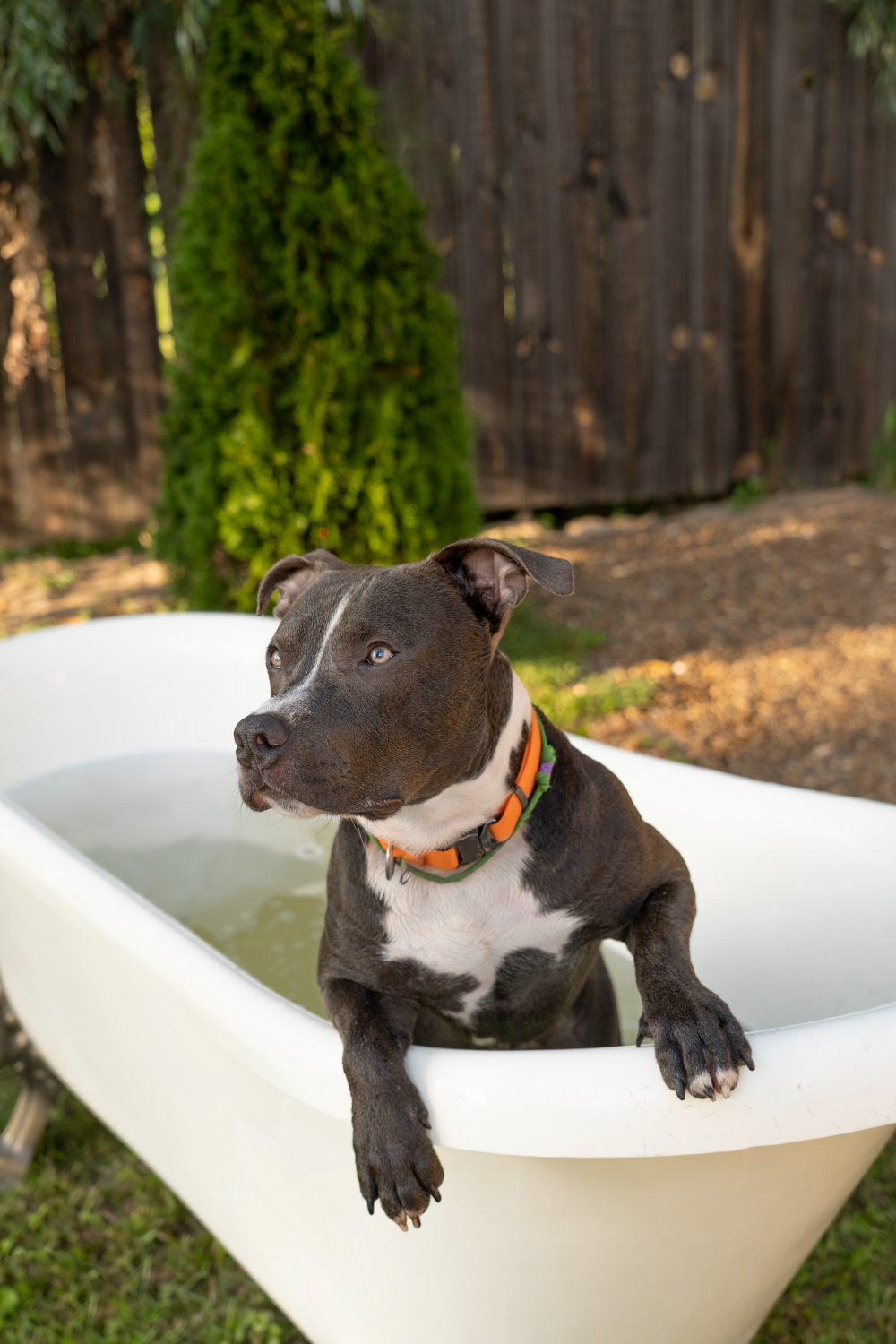 dog laying in bathtub