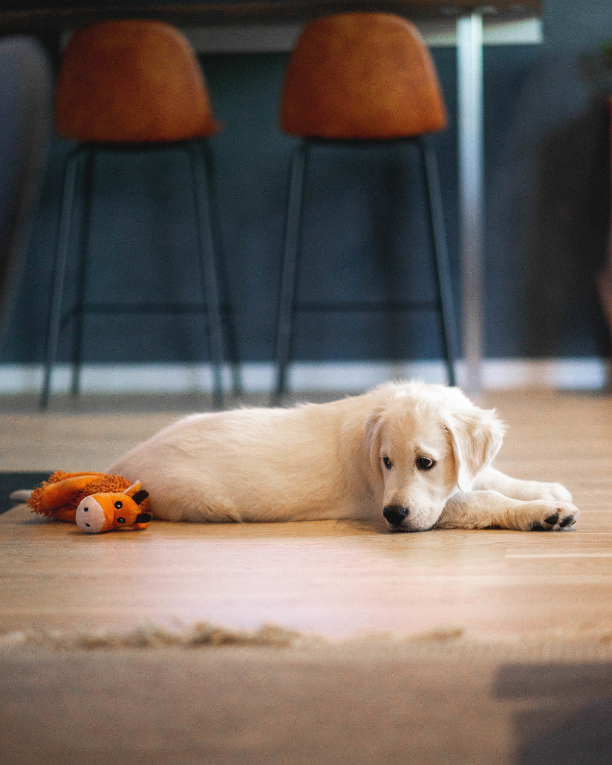 dog laying on the floor