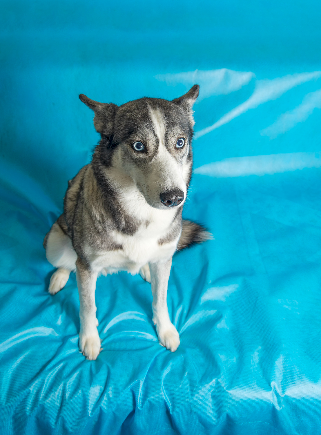 dog sitting on blue surface