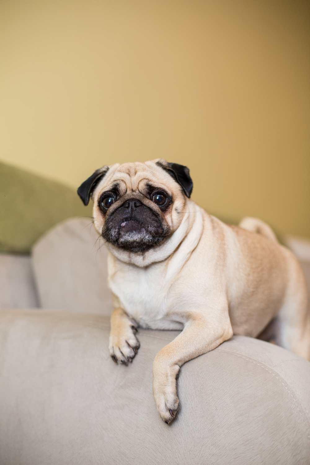 dog sitting on the couch
