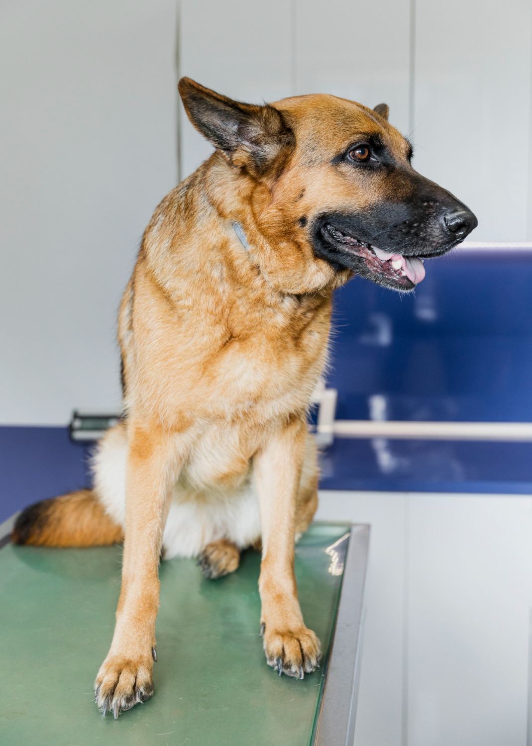 dog sitting on the table