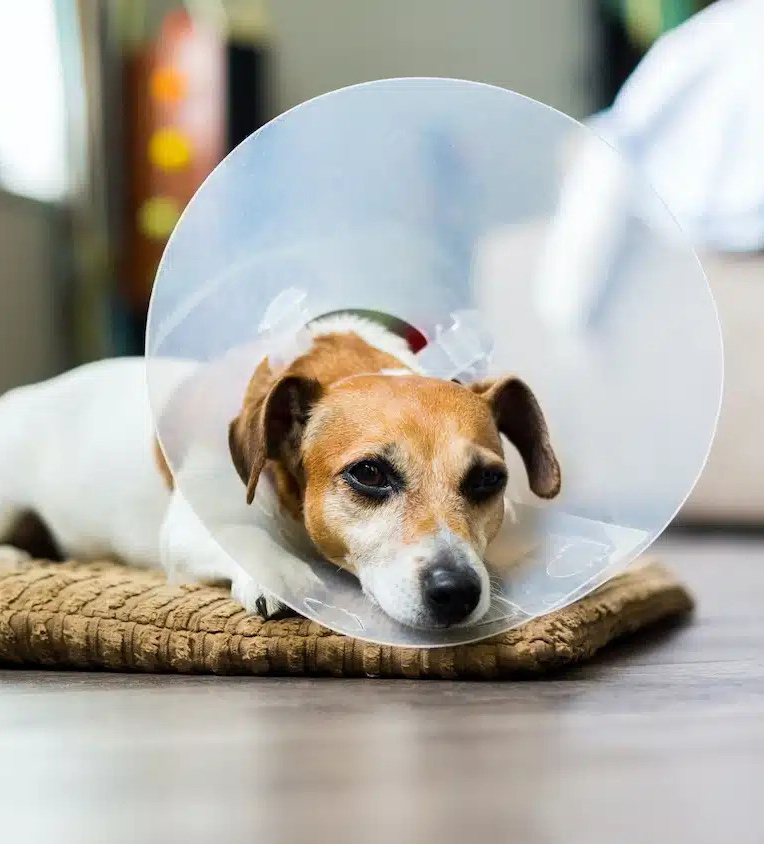 dog wearing a collar