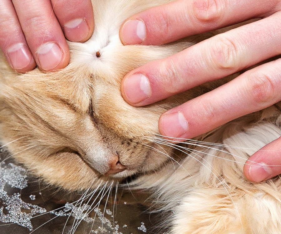 engorged ticks on cats