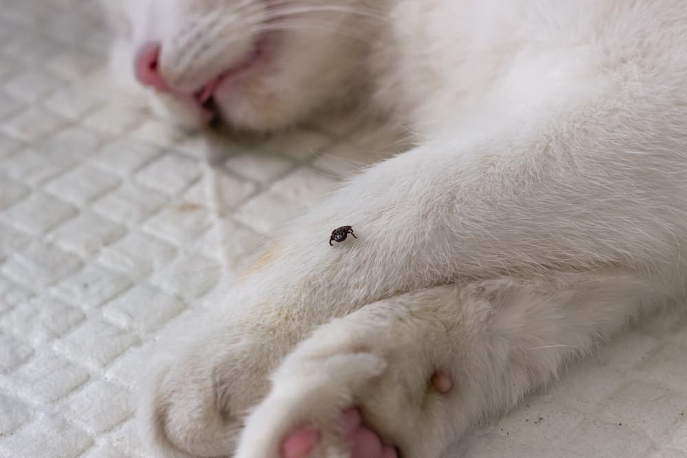 engorged ticks on white cat