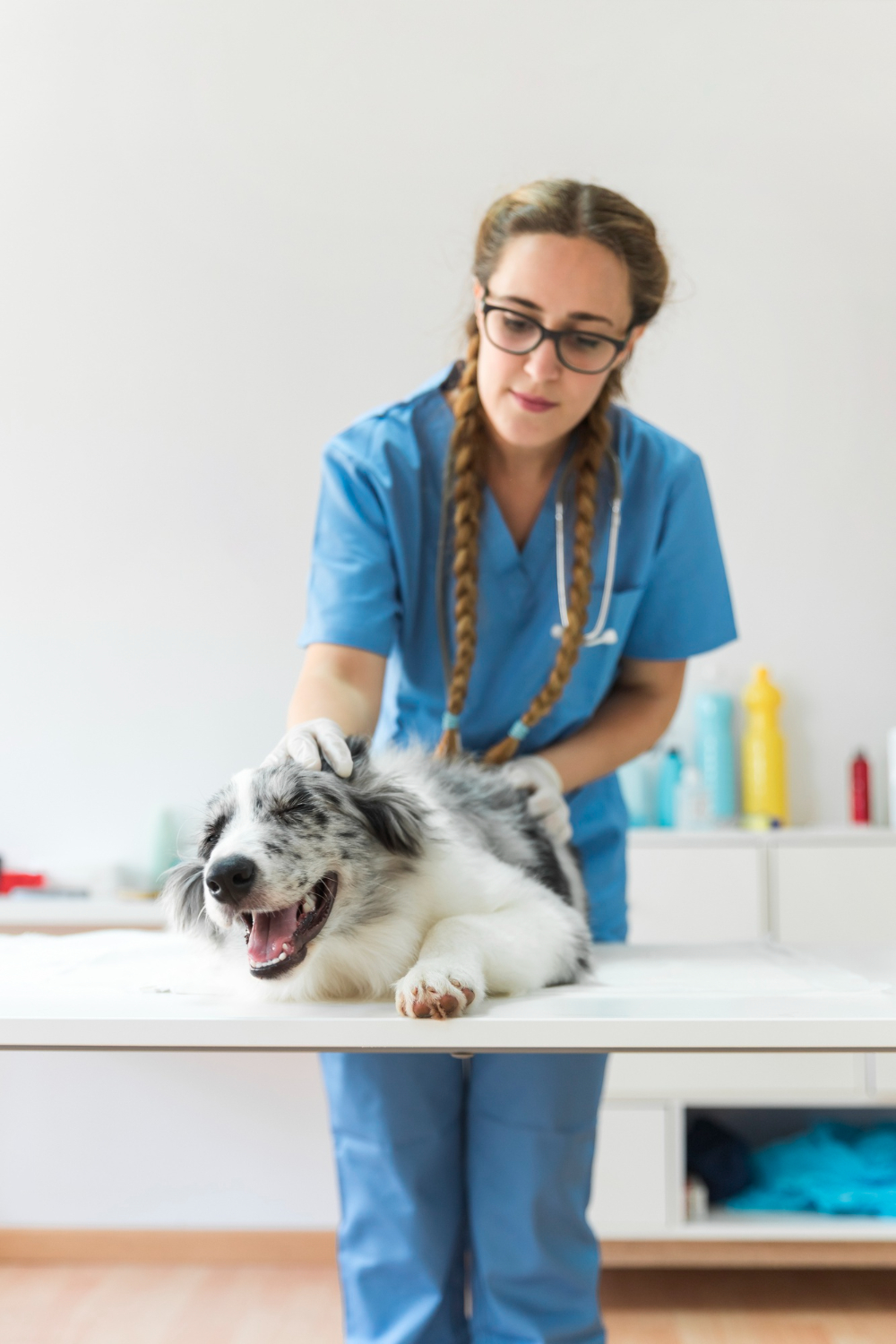 female veterinarian examining dog on table