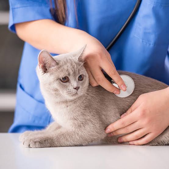 gray cat examining using stethescope