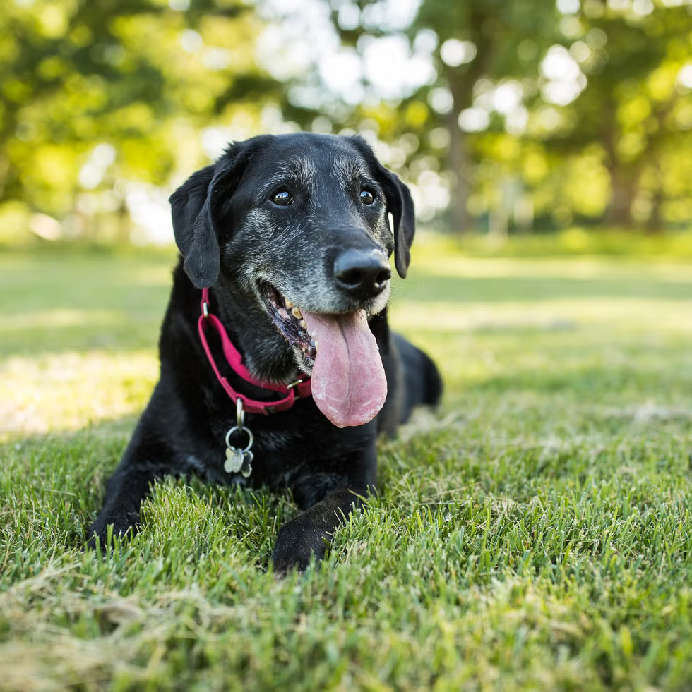happy senior dog sitting on the grassy field