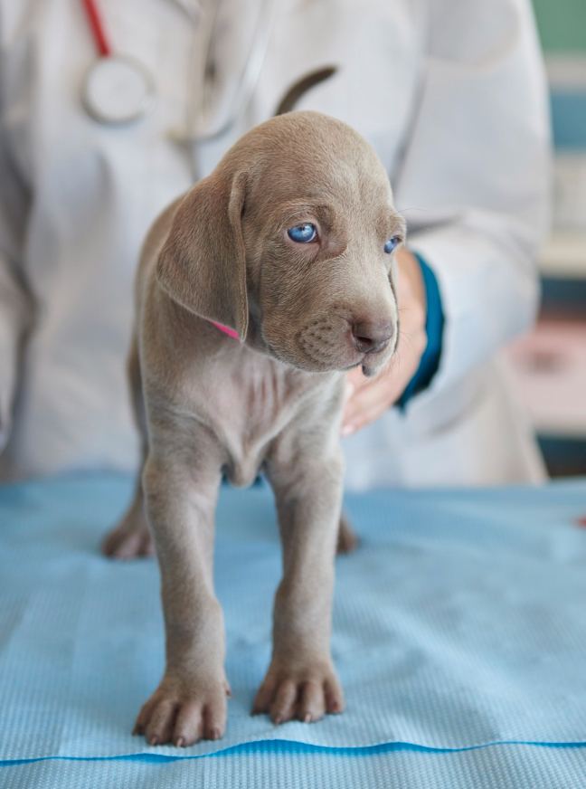 ill puppy at vet's clinic