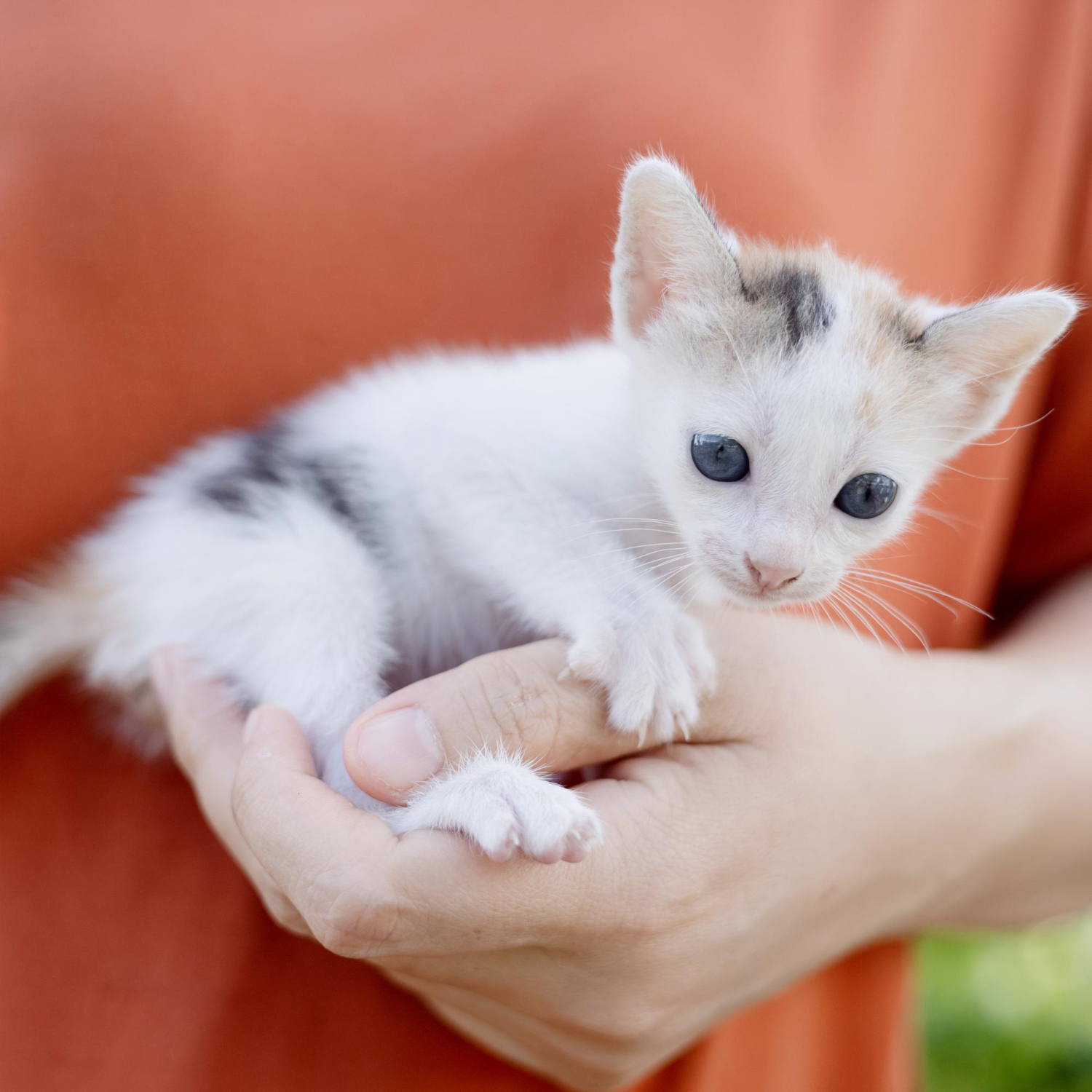 kitten hugged by human