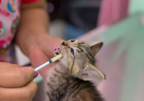 kitten receiving oral medication from a syringe