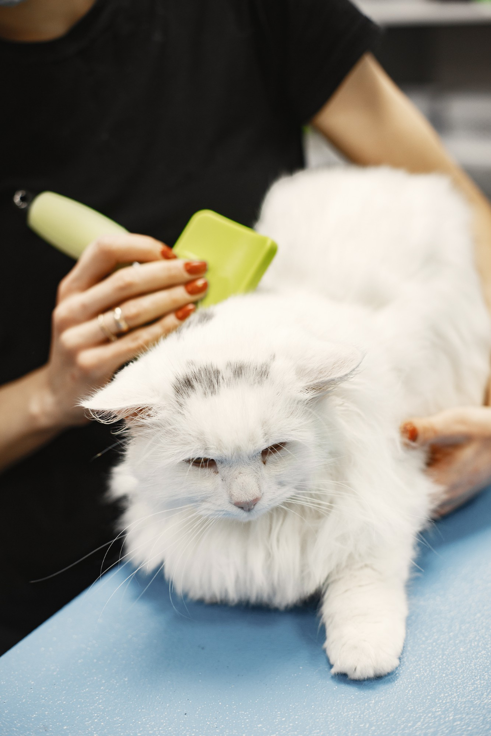 person brushing a cat hair