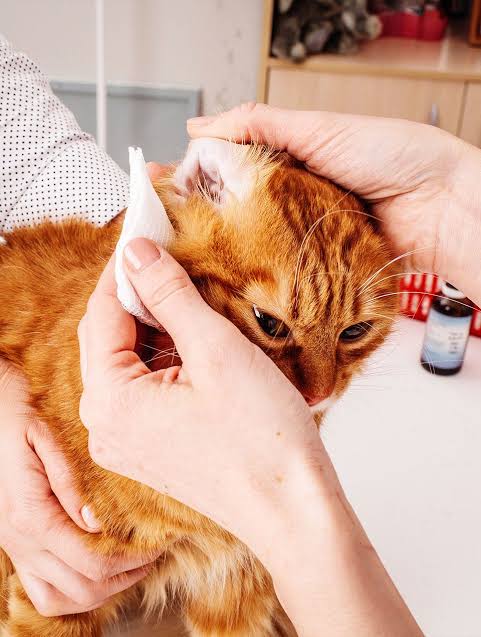 person cat cleaning ears