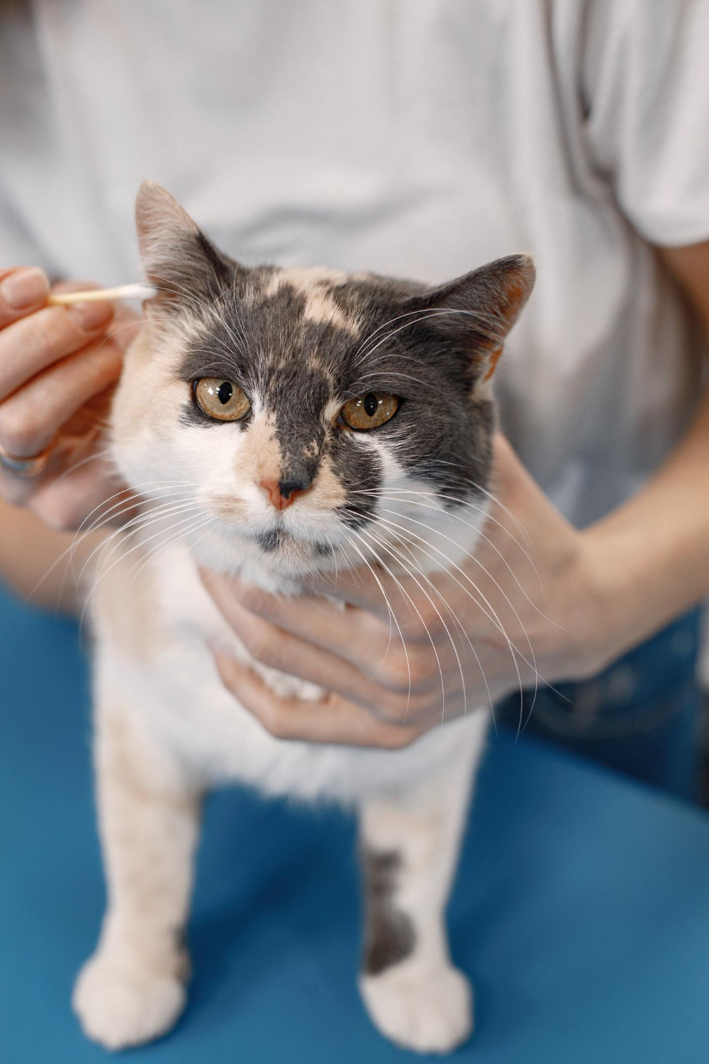 person cleaning a cat ear