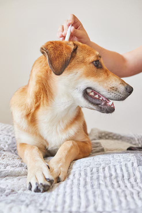 person dripping drops against flea ticks
