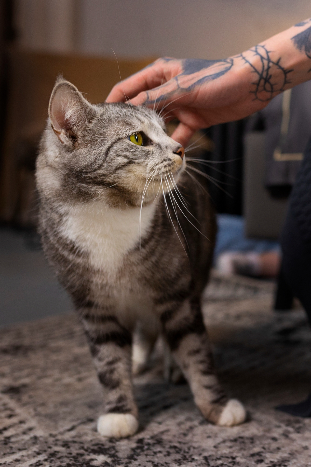 person hand petting a cat