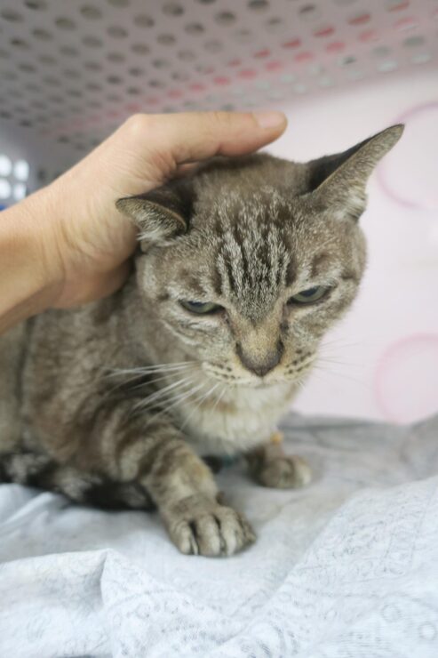 person hand touching a cat