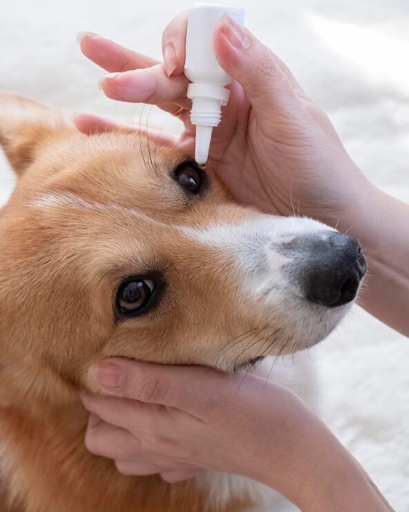 person puts drops eye dog