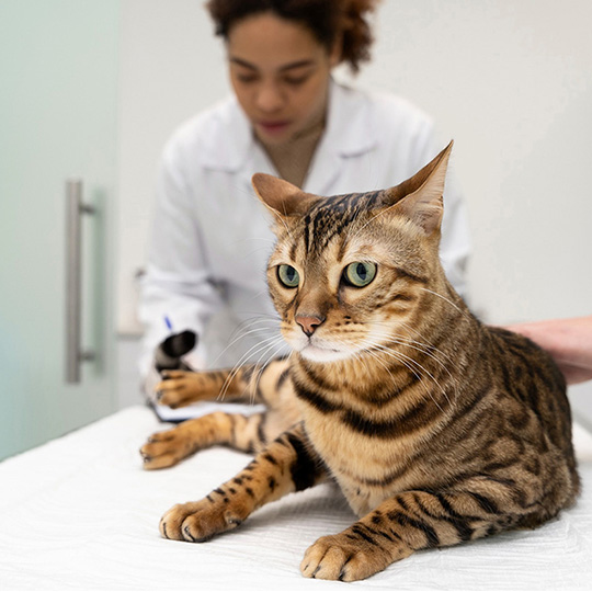 person touch a cat