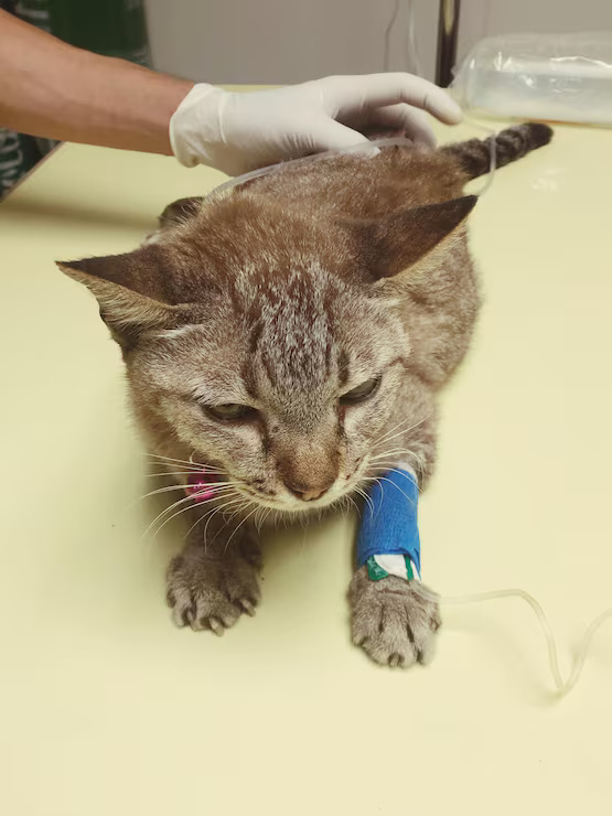 person touching a cat
