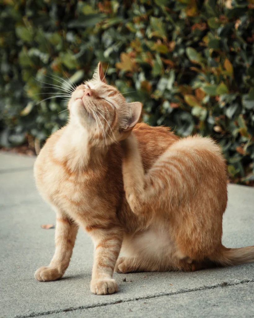 pet itching a ear