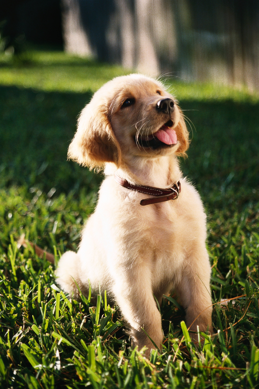 puppy sitting on a grass