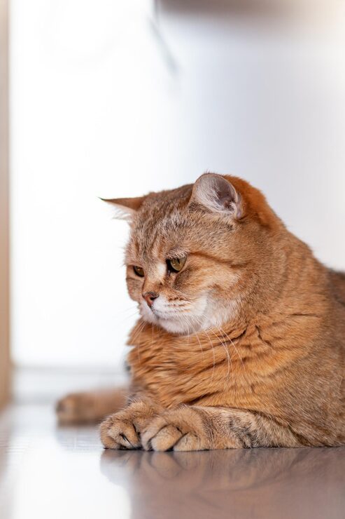 senior cat lies on the table
