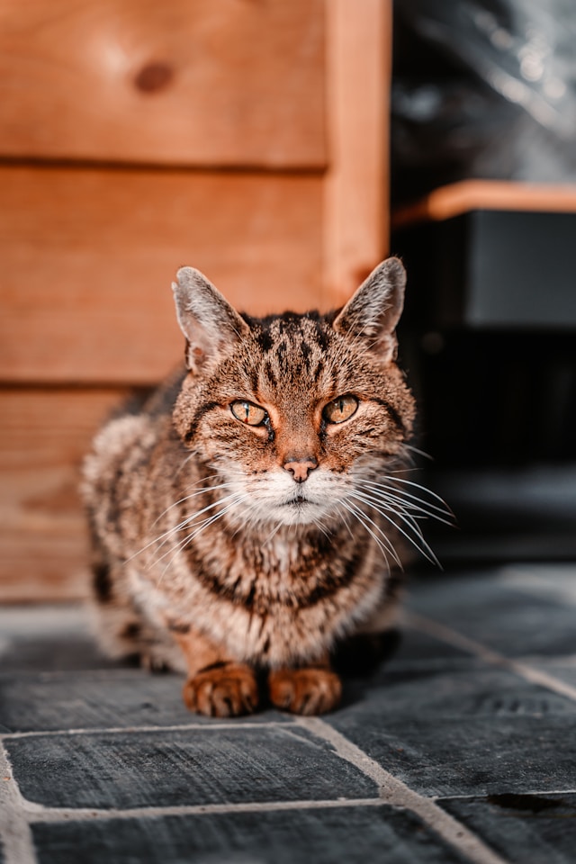 senior cat sitting on the floor