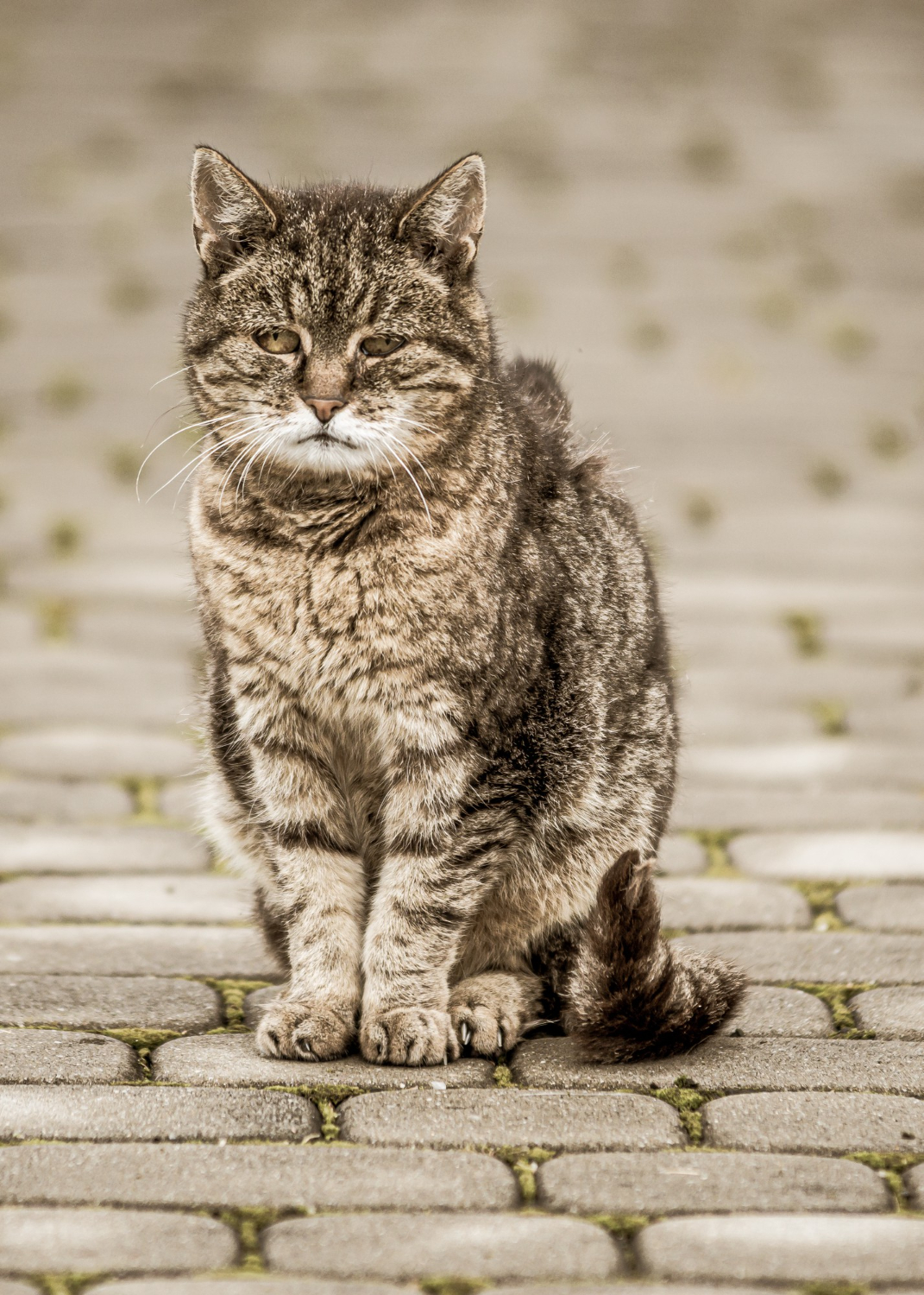 senior cat sitting on the road