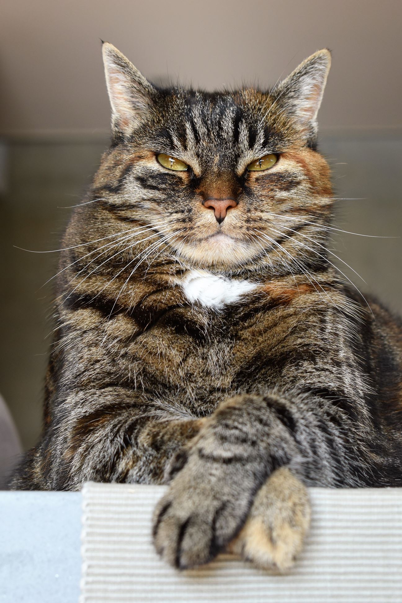 senior cat
