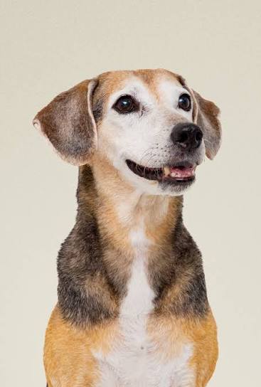 senior dog