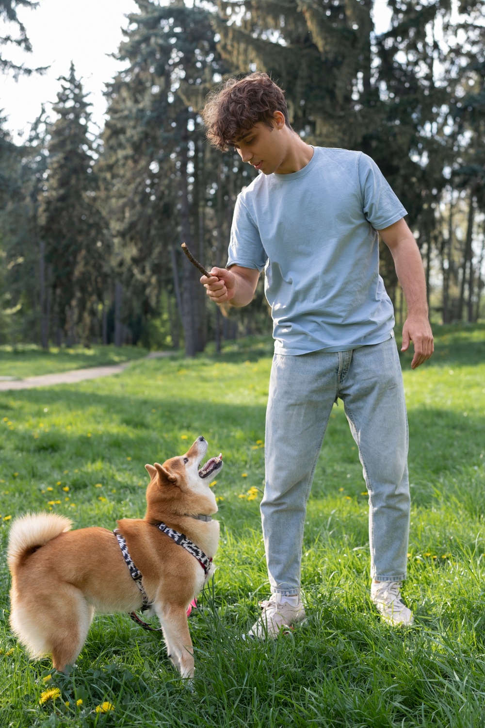 shiba inu pet with person