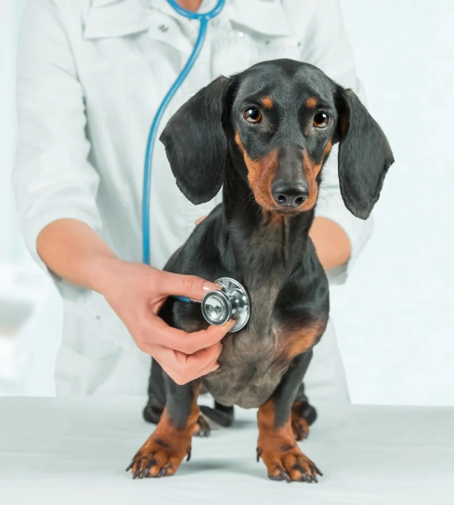 vet check puppy