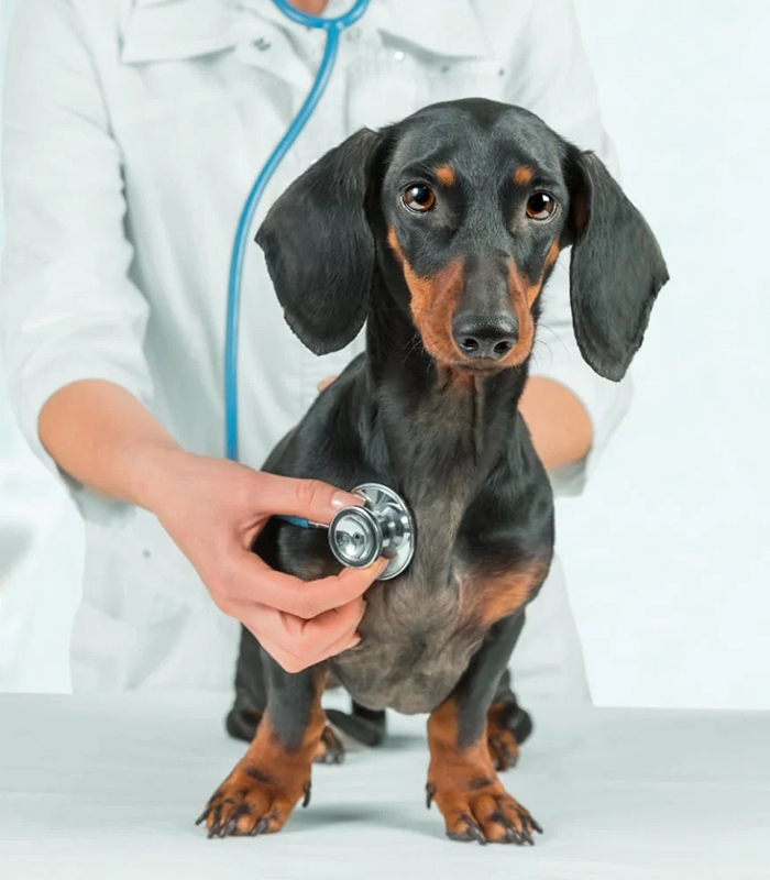 vet check puppy using stethescope