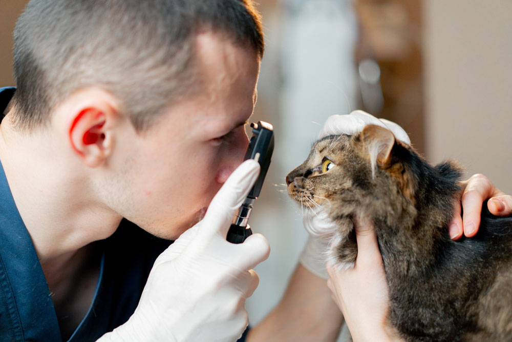 vet checking cat eye
