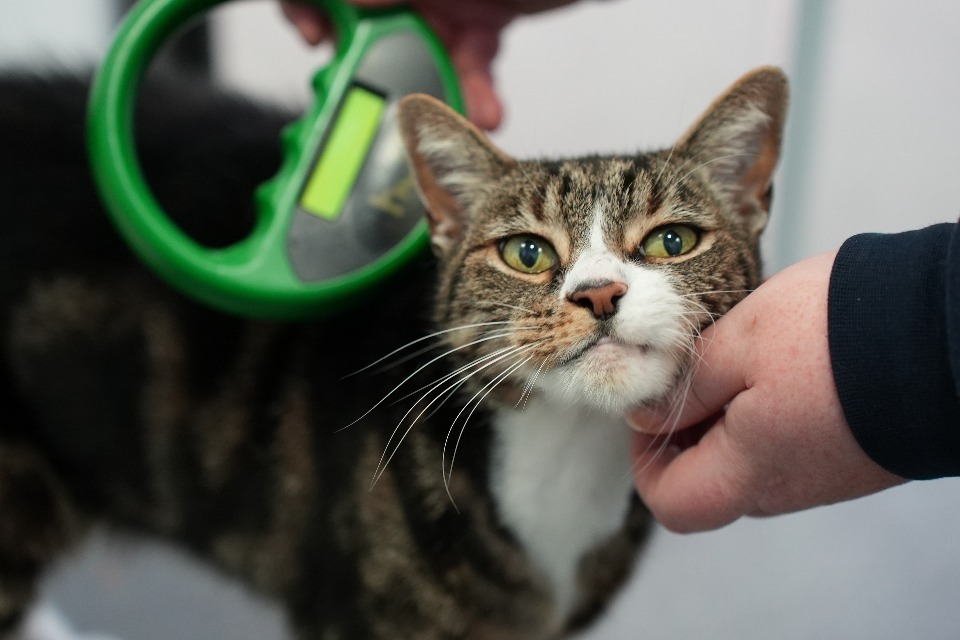 vet checks microchip cat with microchip machine