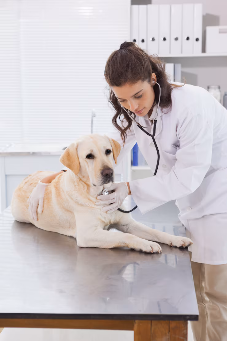 vet examining dog with stethoscope