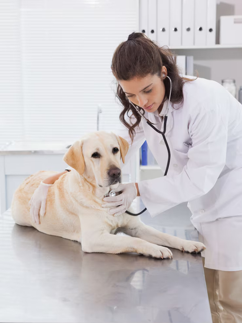 vet examining dog with stethoscope